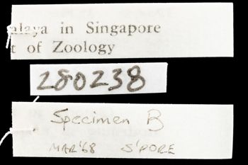 Media type: image;   Malacology 280238 Description: Digital documentation photo of preserved specimen.;